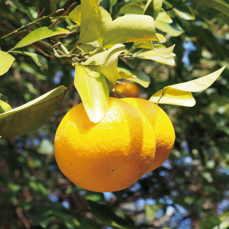 夏みかん4(500ml・12本)1ケース